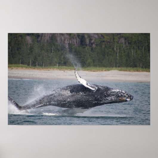 飛び跳ねるクジラの写真 ポスター (正面)