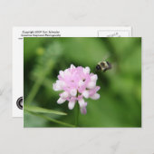 飛び込む ポストカード (正面/裏面)