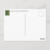 飛び込んでハイと言う、ベビーバニーラビットポストカード ポストカード (裏面)