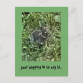 飛び込んでハイと言う、ベビーバニーラビットポストカード ポストカード (正面)