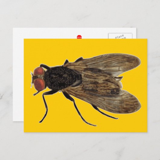 飛ぶ ポストカード (正面/裏面)