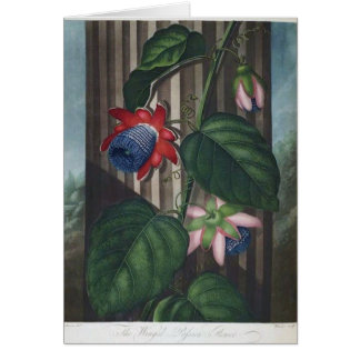 飛んだ情熱の花