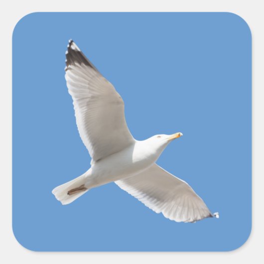 飛んでいるなカモメ スクエアシール (正面)