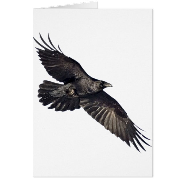 飛んでいるなカラス (正面)