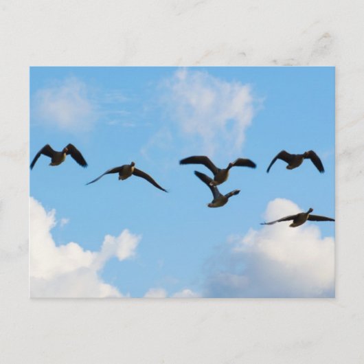 飛んでいるなガチョウの郵便はがき ポストカード (正面)