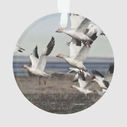 飛んでいるなハクガン オーナメント (裏面)