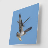 飛んでいるなミサゴ及び魚の野性生物の写真撮影 スクエア壁時計 (傾斜)