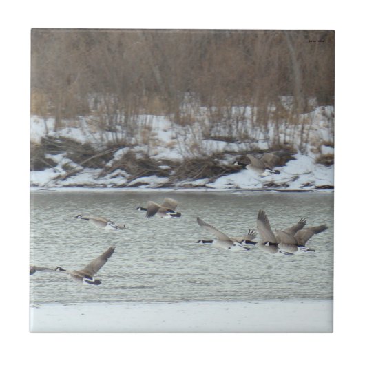 飛んでいるカナダガンB7 タイル (正面)