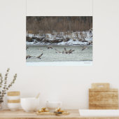 飛んでいるカナダガンB7 ポスター (キッチン)