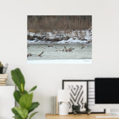 飛んでいるカナダガンB7 ポスター (ホームオフィス)