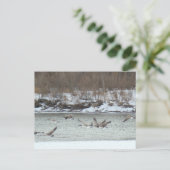 飛んでいるカナダガンB7 ポストカード (スタンド正面)