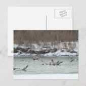 飛んでいるカナダガンB7 ポストカード (正面/裏面)