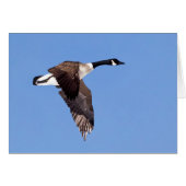 飛んでいるガチョウ (正面横)