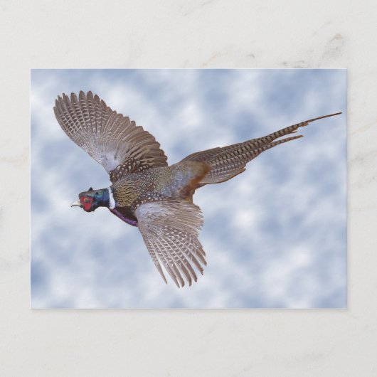 飛んでいるキジ ポストカード (正面)