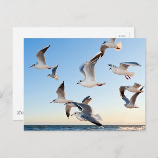 飛んでいるトンビ ポストカード (正面/裏面)