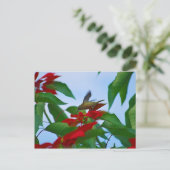 飛んでいるハミングバード ポストカード (スタンド正面)