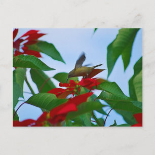 飛んでいるハミングバード ポストカード