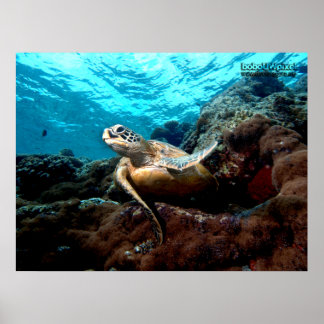 飛んでいる亀ポスター ポスター