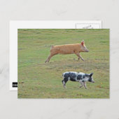 飛んでいる豚 ポストカード (正面/裏面)