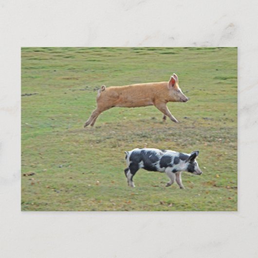 飛んでいる豚 ポストカード (正面)