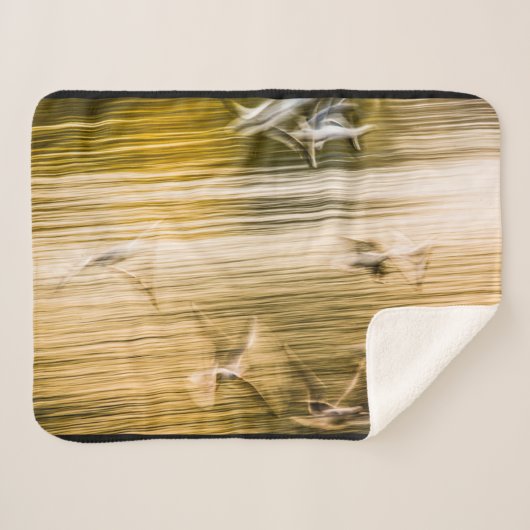 飛んでいる貝 – 抽象芸術 シェルパブランケット (正面(横))