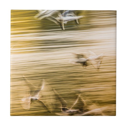 飛んでいる貝 – 抽象芸術 タイル (正面)