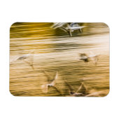 飛んでいる貝 – 抽象芸術 マグネット (横)