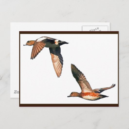 飛んでいる鴨のポストカード ポストカード (正面/裏面)
