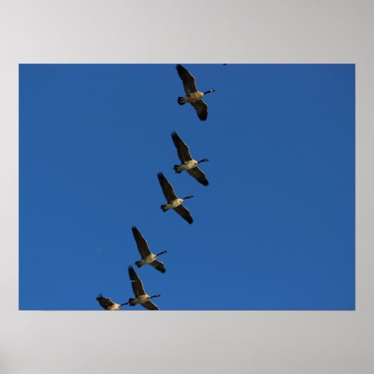 飛んでいる ポスター (正面)