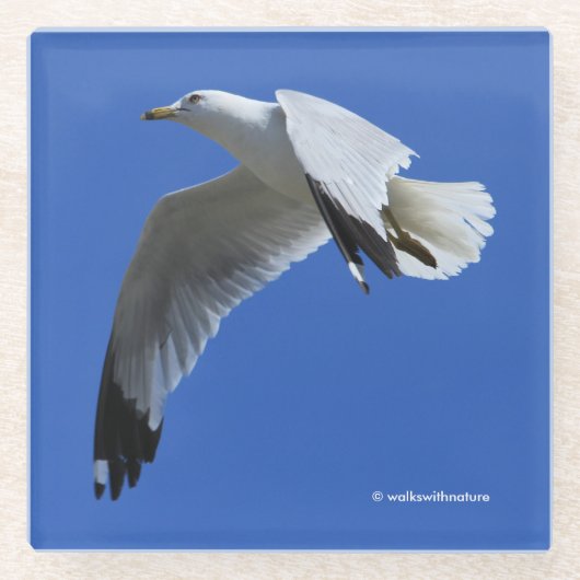 飛素晴らし行中のリングや輪でハナメの海鳥 ガラスコースター (正面)