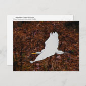 飛素晴らし行中 ポストカード (正面/裏面)