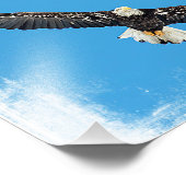 飛翔しているハゲのワシ フォトプリント            (角)