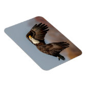 飛翔しているハゲのワシ マグネット (右側)