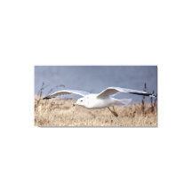 飛翔するカモメ