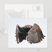 飛翔する若いハクトウワシ ポストカード (正面/裏面)