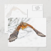 飛翔する鷹 ポストカード (正面/裏面)