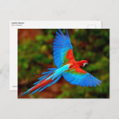 飛翔カラフル中の緋色のマカオ ポストカード (正面/裏面)