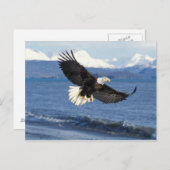 飛翔中のハゲワシ ポストカード (正面/裏面)