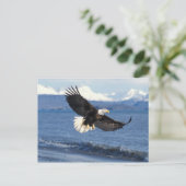 飛翔中のハゲワシ ポストカード (スタンド正面)