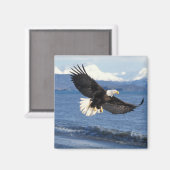 飛翔中のハゲワシ マグネット (正面/裏面)