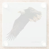 飛翔素晴らしする禿鷲の鳥 ガラスコースター (裏面)