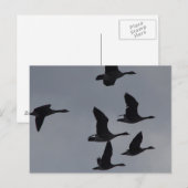 飛行するカナダガン46羽 ポストカード (正面/裏面)