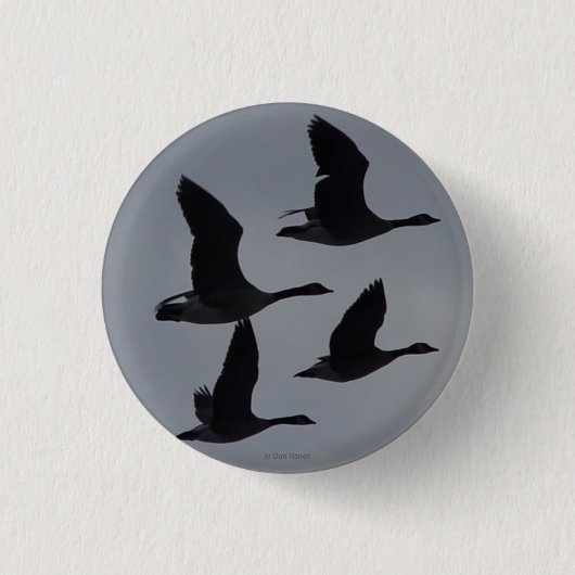 飛行するカナダガン46羽 缶バッジ (正面)