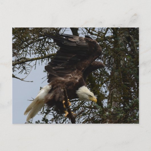 飛行の用意して下さい ポストカード (正面)