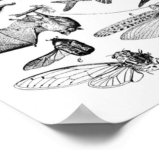 飛行の進化 ポスター (角)