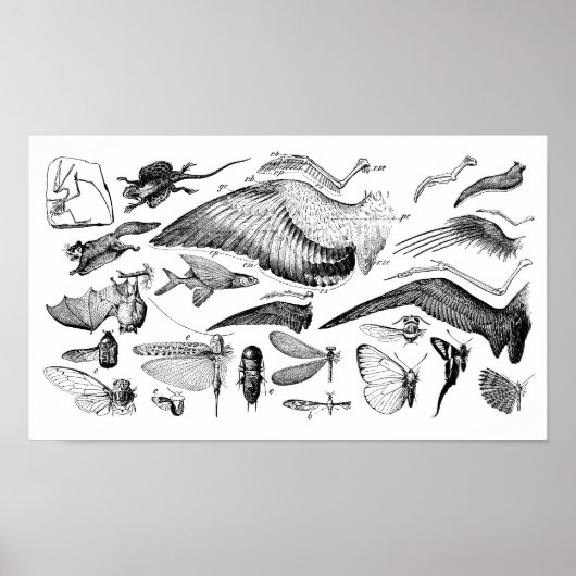 飛行の進化 ポスター (正面)