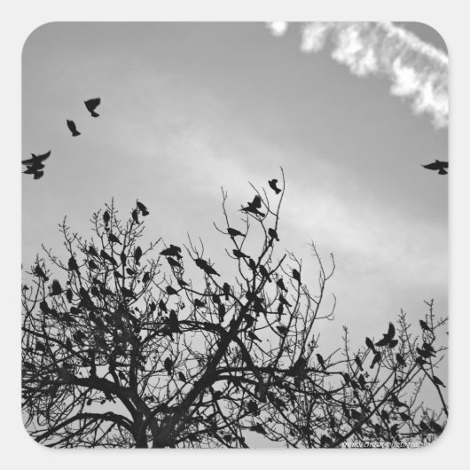 飛行パス スクエアシール (正面)