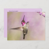 飛行中にポーズをとるピンクのハミングバード ポストカード (正面/裏面)