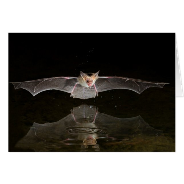 飛行中に飲むコウモリ、アリゾナ州 (正面横)