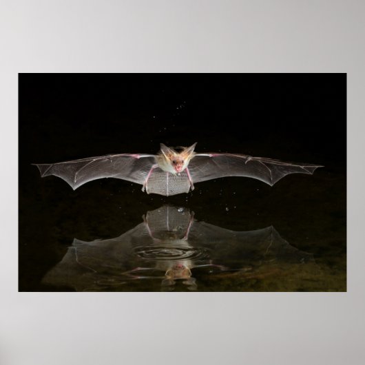 飛行中に飲むコウモリ、アリゾナ州 ポスター (正面)